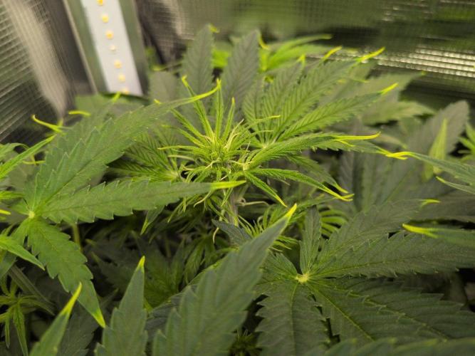 White Monster - 100w - Livegrow @twitch. Week 5 - 10.12