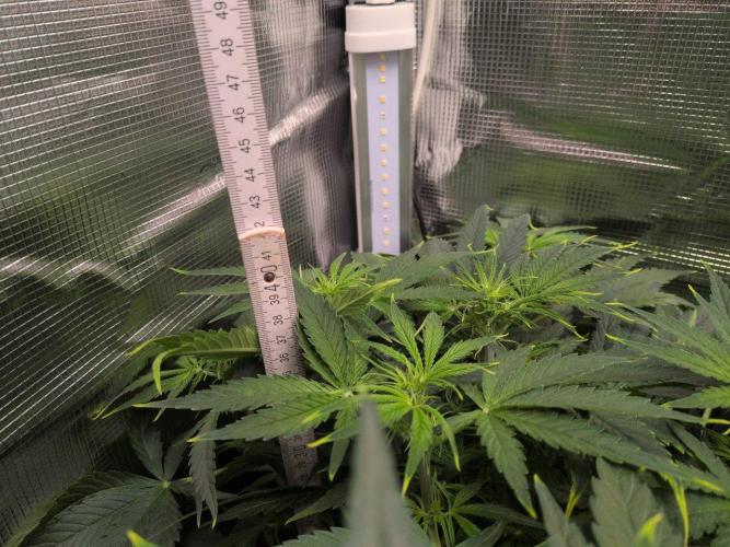 White Monster - 100w - Livegrow @twitch. Week 5 - 10.12