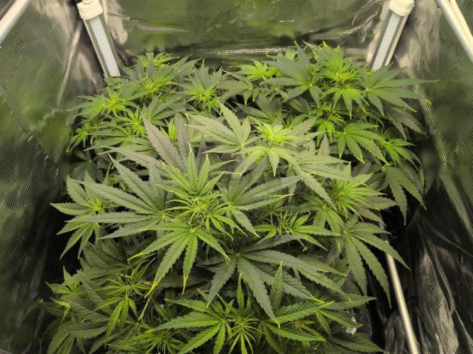 White Monster - 100w - Livegrow @twitch. Week 5 - 10.12