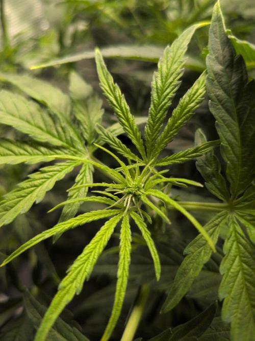 White Monster - 100w - Livegrow @twitch. Week 5 - 10.12