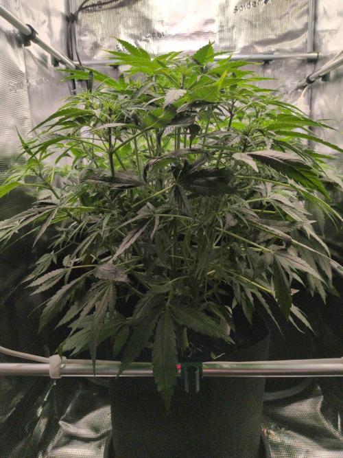 White Monster - 100w - Livegrow @twitch. Week 5 - 10.12