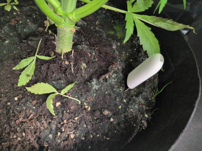 White Monster - 100w - Livegrow @twitch. Week 5 - 10.12