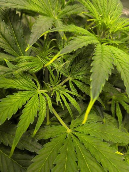 White Monster - 100w - Livegrow @twitch. Week 5 - 10.12