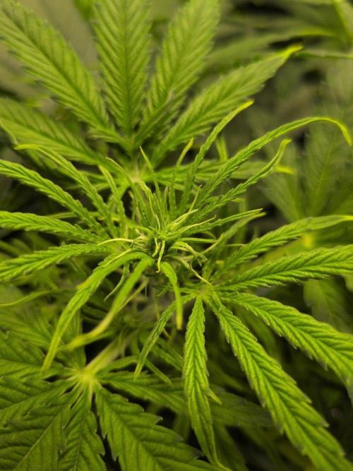 White Monster - 100w - Livegrow @twitch. Week 5 - 10.12