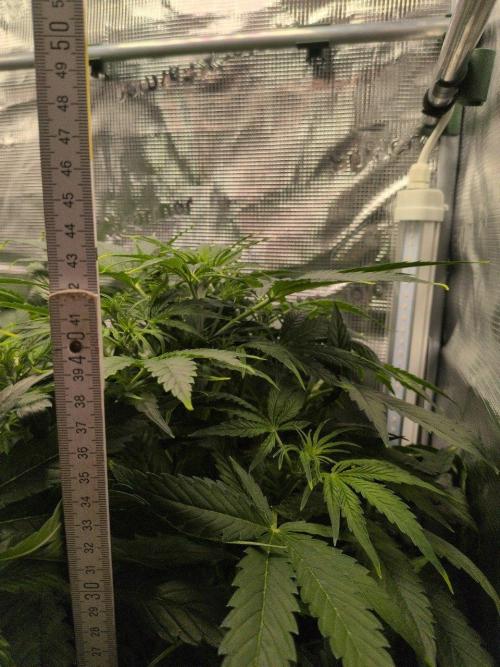 White Monster - 100w - Livegrow @twitch. Week 5 - 10.12