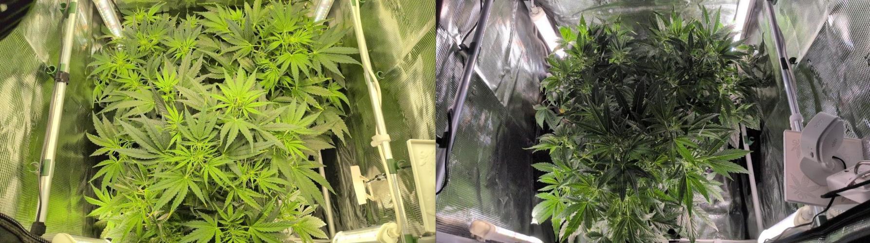 White Monster - 100w - Livegrow @twitch. Week 5 - 13.12 - Ausleuchtung Supplement Light

