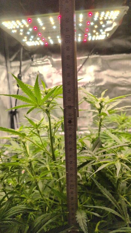 White Monster - 100w - Livegrow @twitch. Week 6 - 19.12