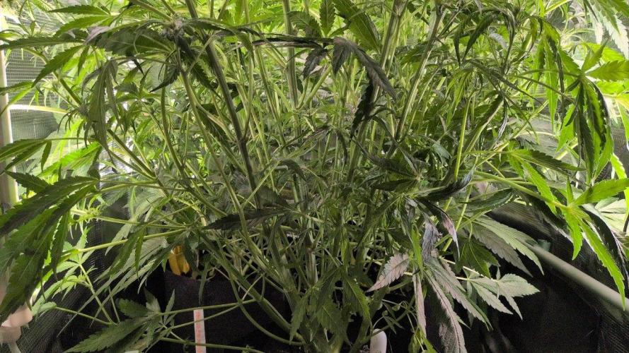 White Monster - 100w - Livegrow @twitch. Week 6 - 19.12