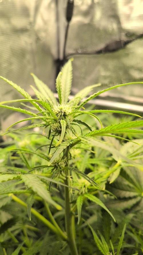 White Monster - 100w - Livegrow @twitch. Week 6 - 19.12 