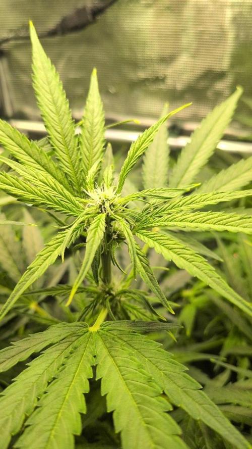 White Monster - 100w - Livegrow @twitch. Week 6 - 19.12