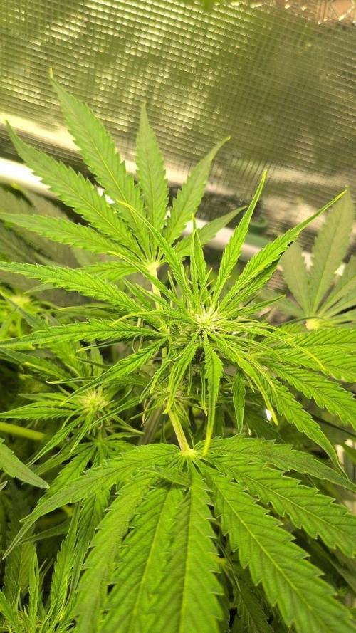 White Monster - 100w - Livegrow @twitch. Week 6 - 19.12