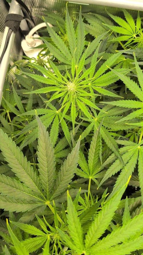 White Monster - 100w - Livegrow @twitch. Week 6 - 19.12