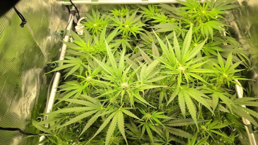 White Monster - 100w - Livegrow @twitch. Week 6 - 19.12