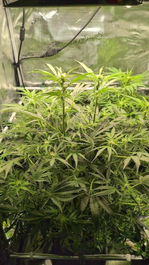 White Monster - 100w - Livegrow @twitch. Week 6 - 20.12