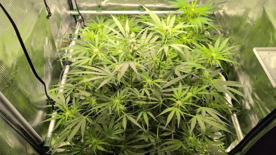 White Monster - 100w - Livegrow @twitch. Week 6 - 20.12