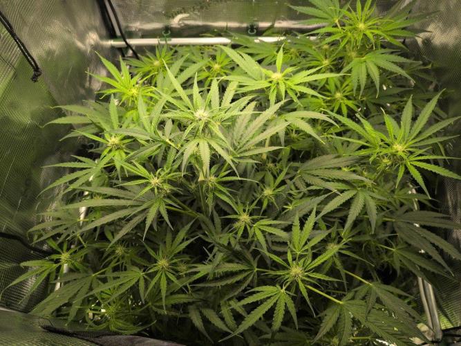 White Monster - 100w - Livegrow @twitch. Week 6 - 21.12