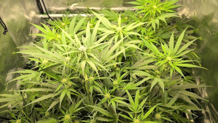 White Monster - 100w - Livegrow @twitch. Week 6 - 21.12