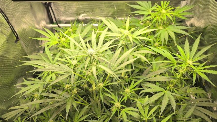 White Monster - 100w - Livegrow @twitch. Week 6 - 22.12