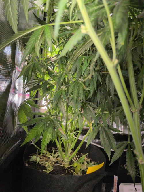 White Monster - 100w - Livegrow @twitch. Week 7 - 26.12