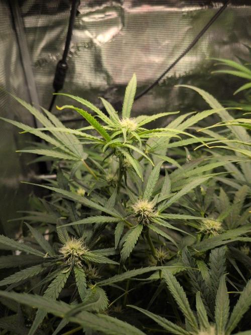 White Monster - 100w - Livegrow @twitch. Week 7 - 26.12