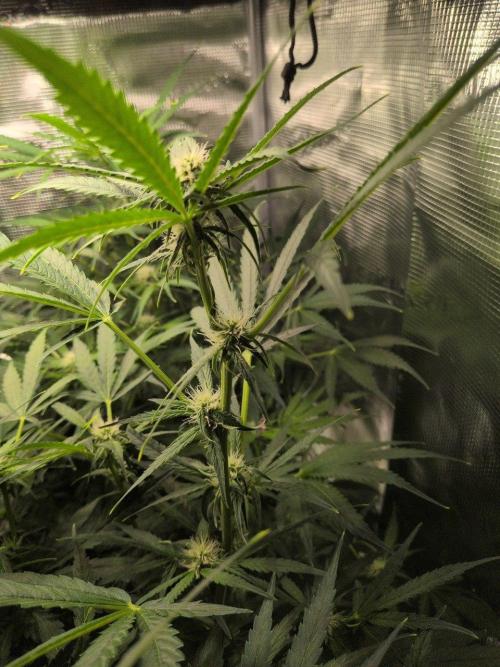 White Monster - 100w - Livegrow @twitch. Week 7 - 26.12