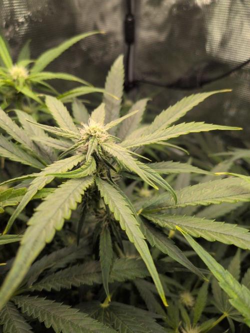 White Monster - 100w - Livegrow @twitch. Week 7 - 26.12