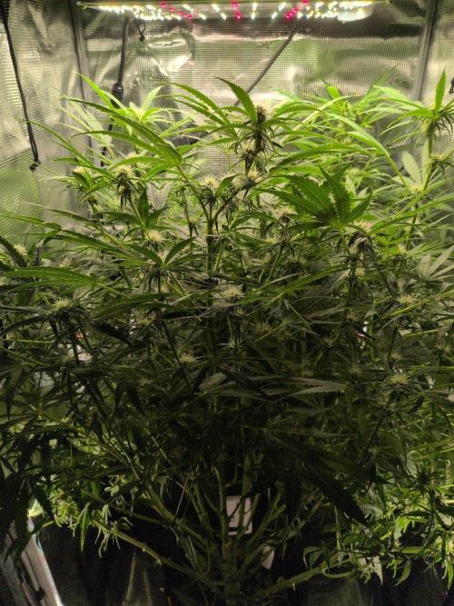 White Monster - 100w - Livegrow @twitch. Week 7 - 26.12