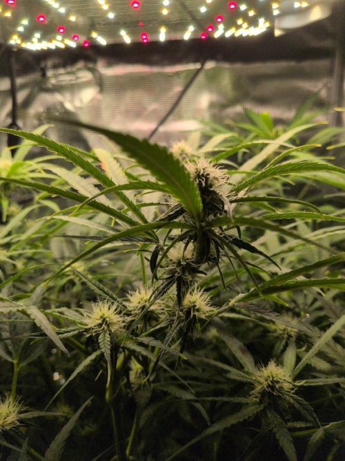White Monster - 100w - Livegrow @twitch. Week 7 - 26.12