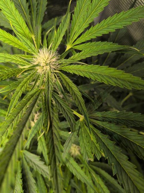 White Monster - 100w - Livegrow @twitch. Week 7 - 26.12