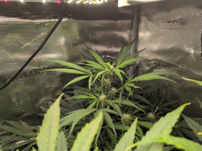 White Monster - 100w - Livegrow @twitch. Week 7 - 26.12