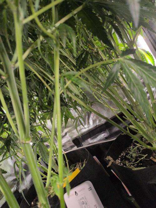 White Monster - 100w - Livegrow @twitch. Week 7 - 26.12