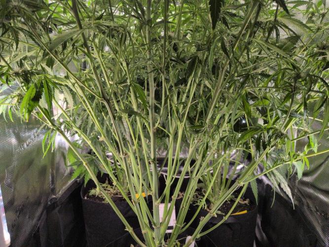 White Monster - 100w - Livegrow @twitch. Week 7 - 26.12