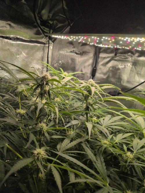 White Monster - 100w - Livegrow @twitch. Week 7 - 26.12