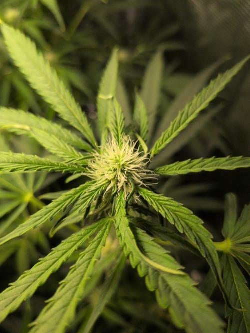 White Monster - 100w - Livegrow @twitch. Week 7 - 26.12