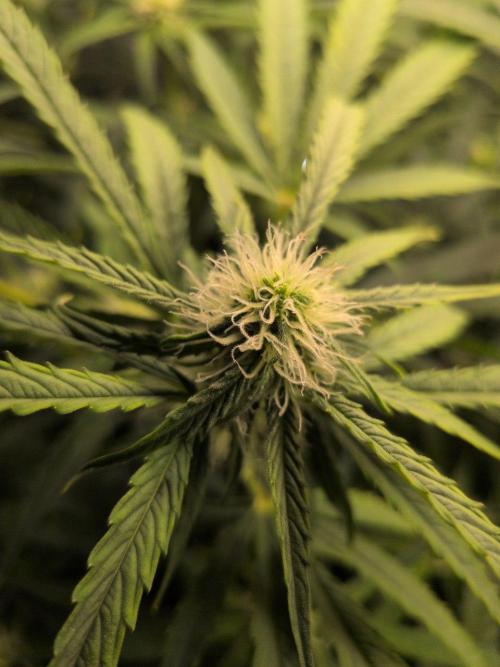 White Monster - 100w - Livegrow @twitch. Week 7 - 26.12