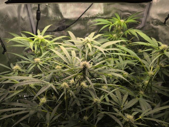 White Monster - 100w - Livegrow @twitch. Week 7 - 26.12