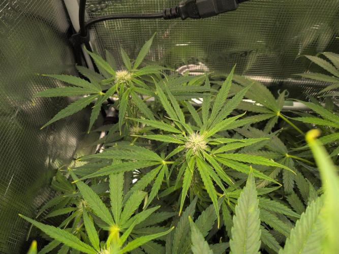 White Monster - 100w - Livegrow @twitch. Week 7 - 26.12