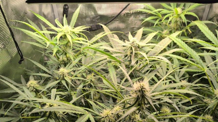 White Monster - 135w - @twitch. Week 7 - 29.12