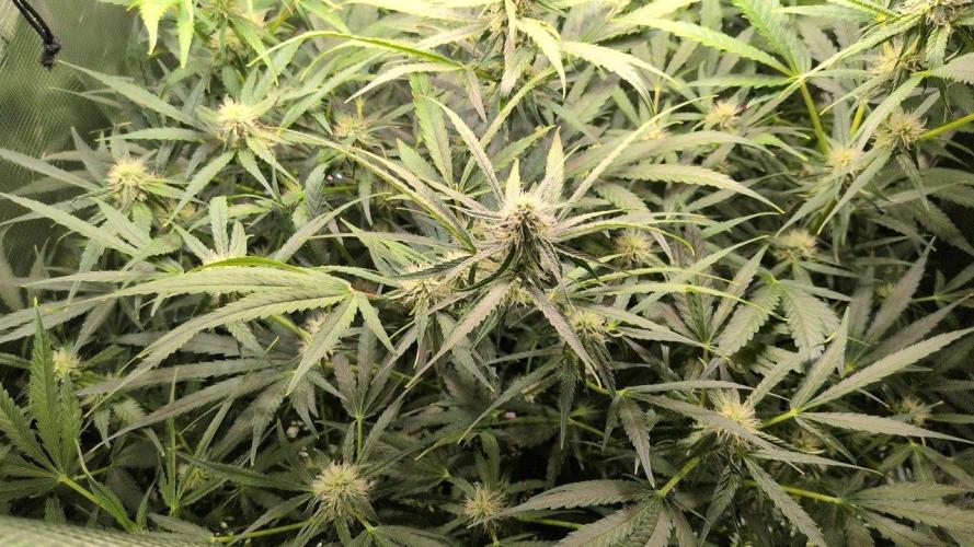 White Monster - 135w - @twitch. Week 7 - 29.12