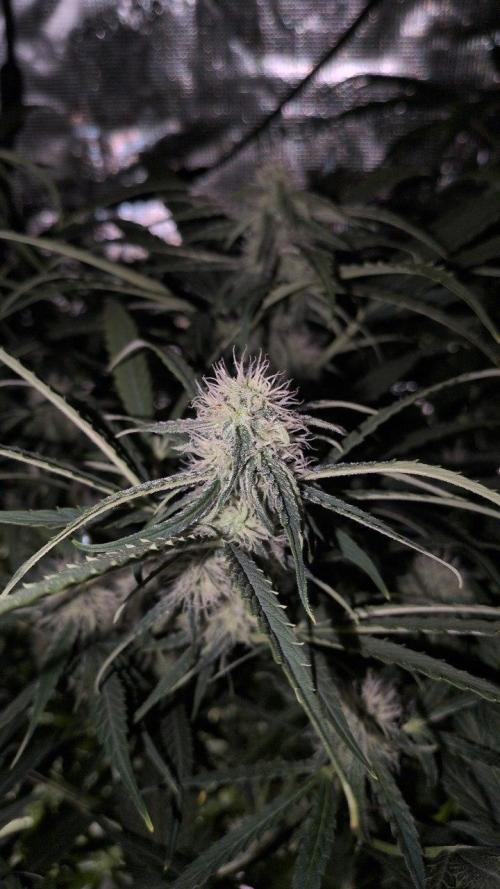 White Monster - 135w - @twitch. Week 7 - 30.12 