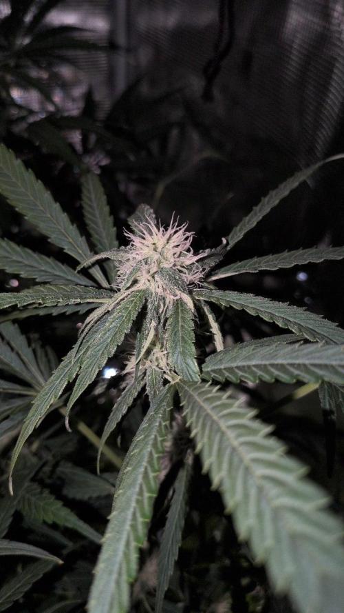 White Monster - 135w - @twitch. Week 7 - 30.12