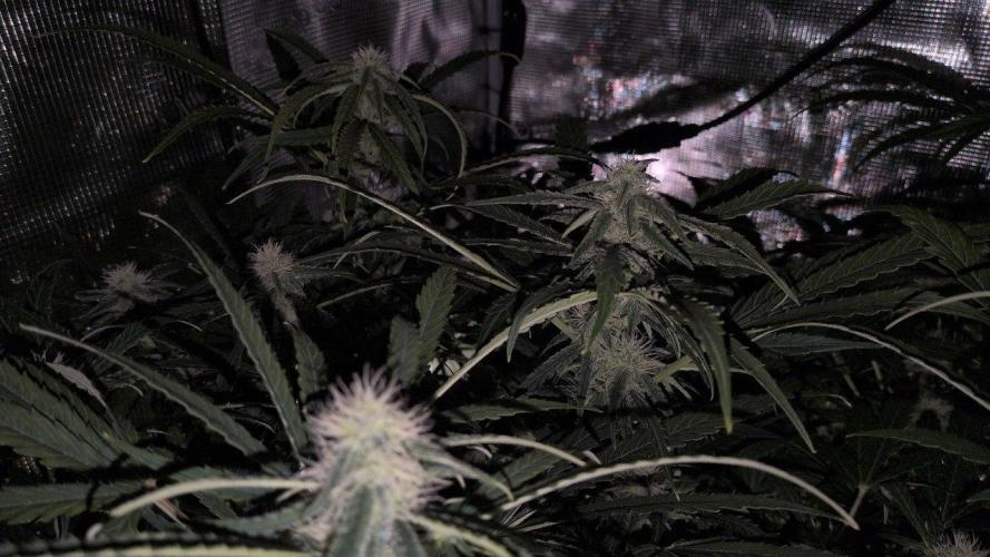 White Monster - 135w - @twitch. Week 7 - 30.12