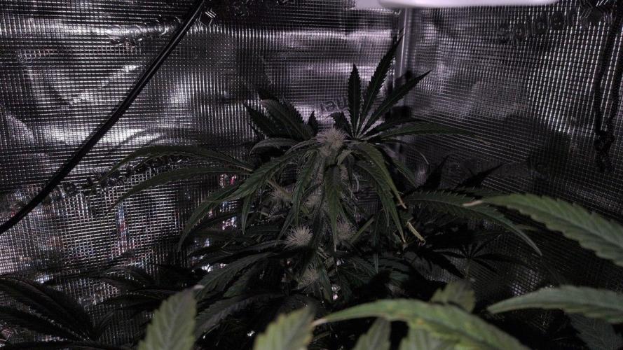 White Monster - 135w - @twitch. Week 7 - 30.12