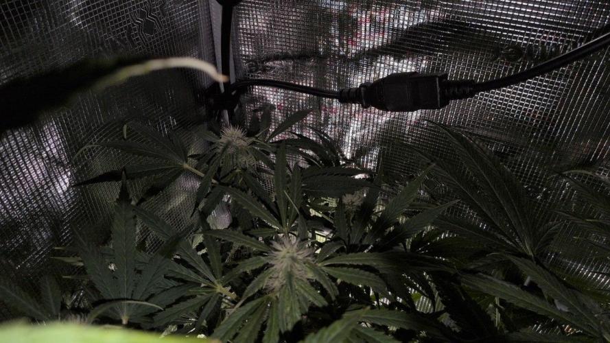 White Monster - 135w - @twitch. Week 7 - 30.12