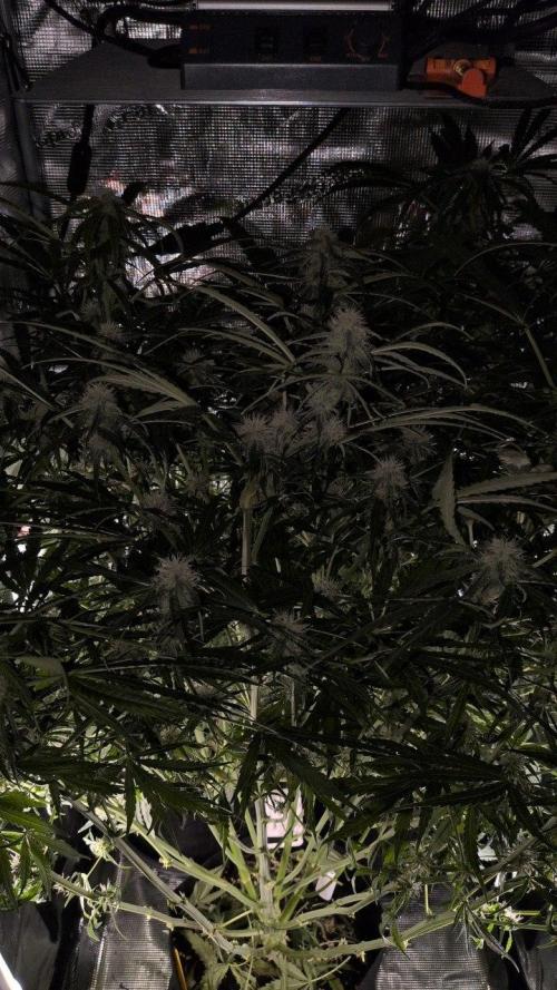 White Monster - 135w - @twitch. Week 7 - 30.12