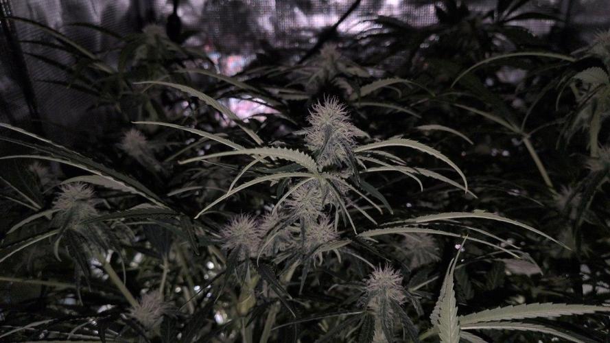 White Monster - 135w - @twitch. Week 7 - 30.12