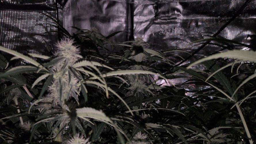 White Monster - 135w - @twitch. Week 7 - 30.12