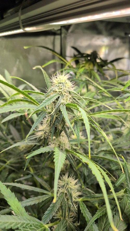 White Monster - 135w - @twitch. Week 7 - 31.12