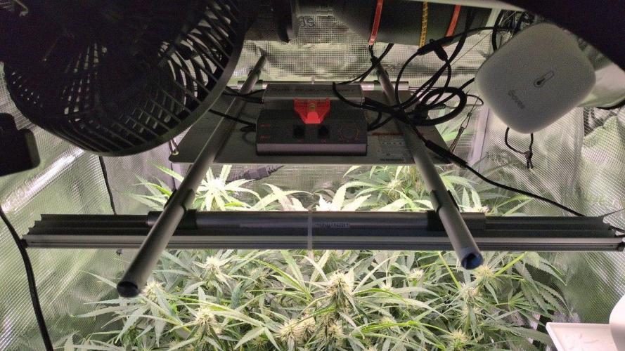 White Monster - 135w - @twitch. Week 7 - Upgrade