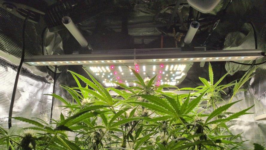 White Monster - 135w - @twitch. Week 7 - Upgrade